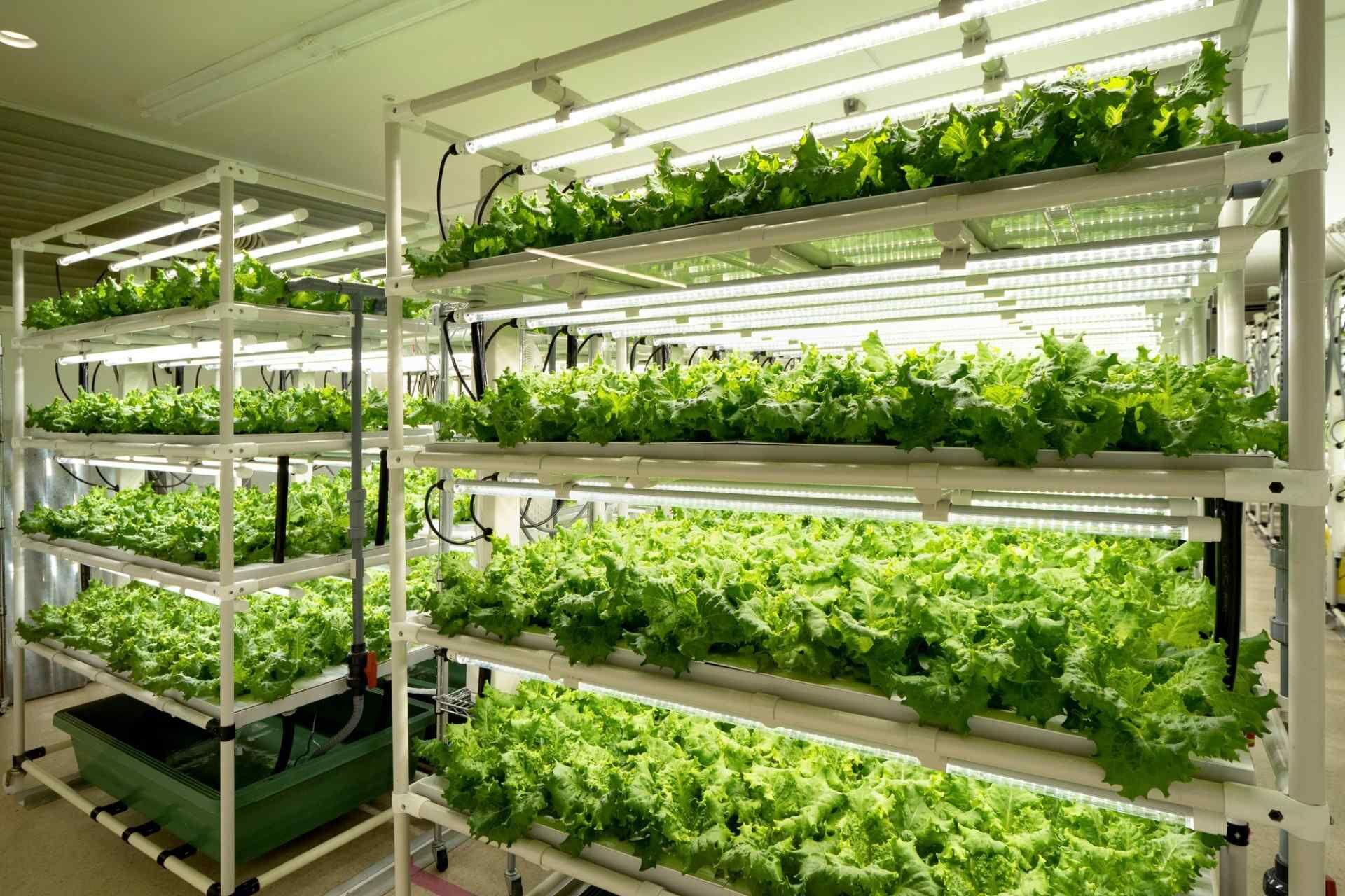 植物工場